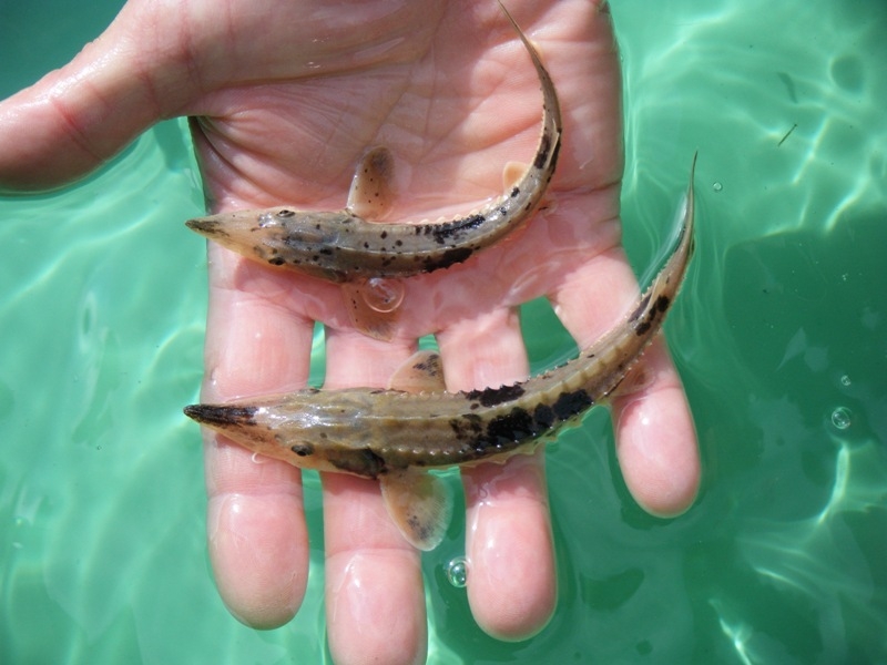 LAKE STURGEON RESEARCH